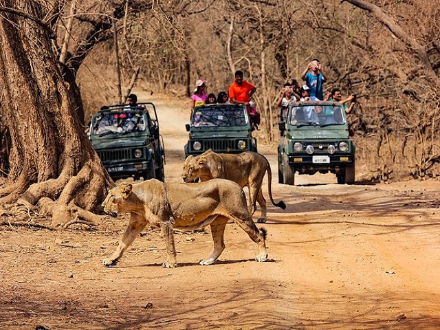 Sasan Gir