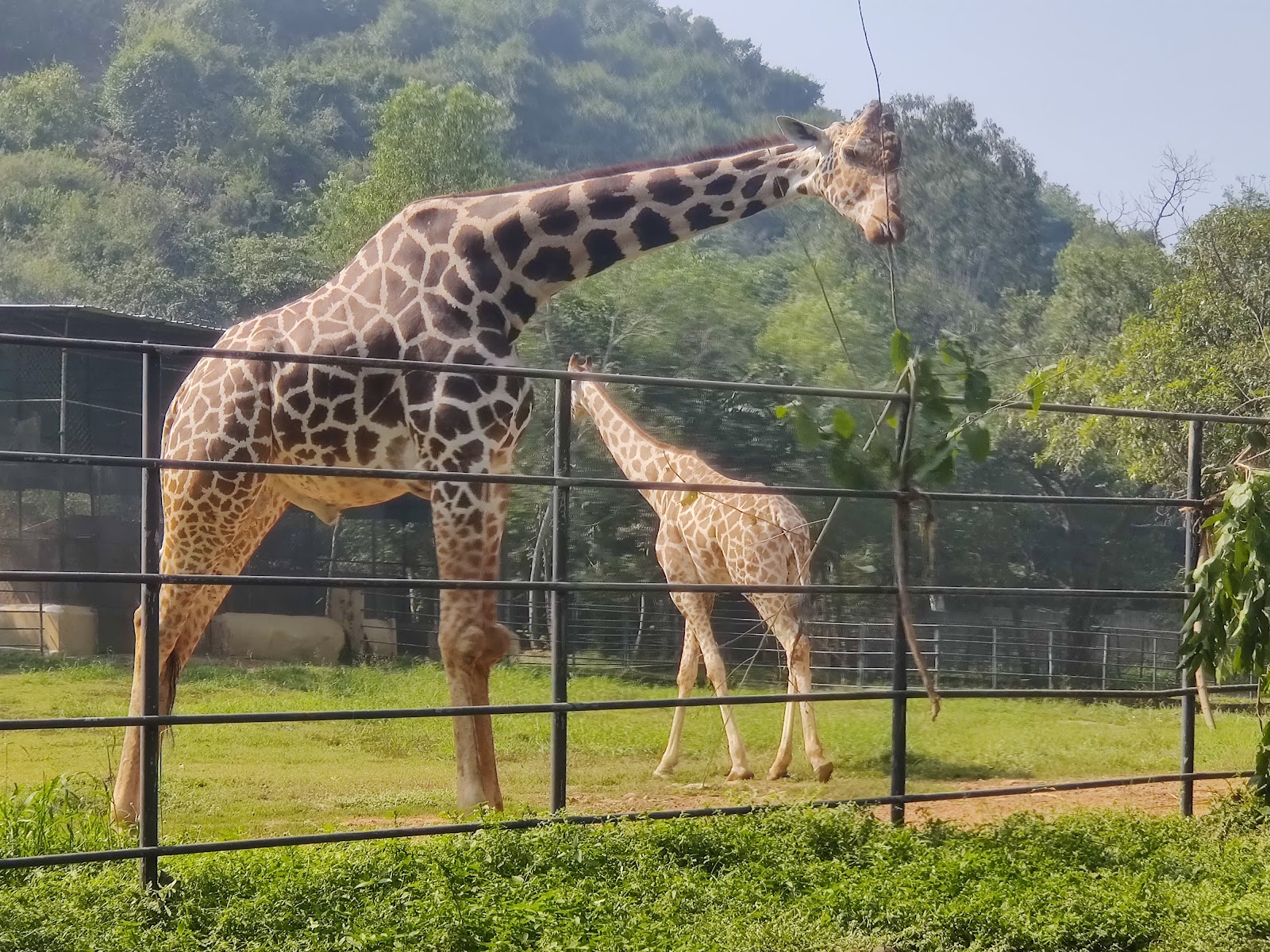 Indira Gandhi Zoological Park