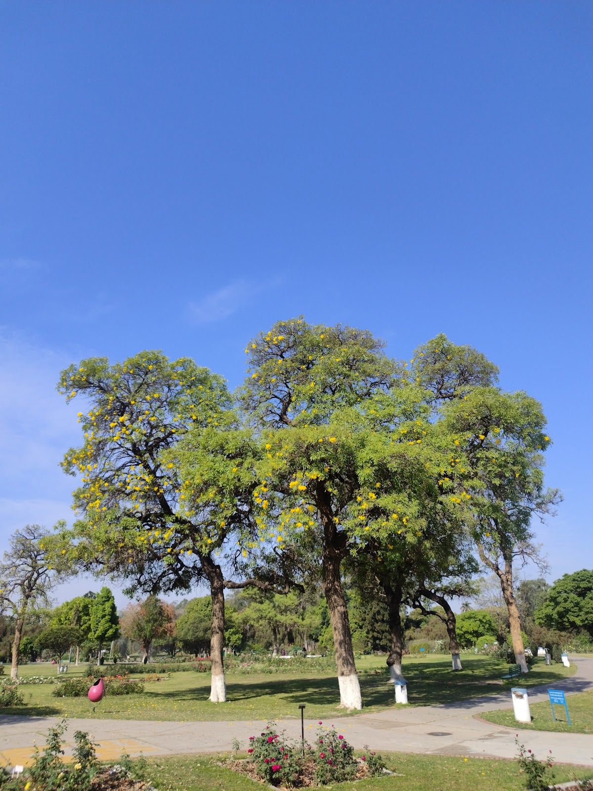 Zakir Hussain Rose Garden